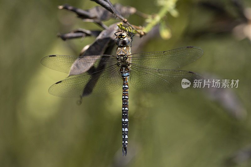 流动小贩蜻蜓。Aeshna mixta